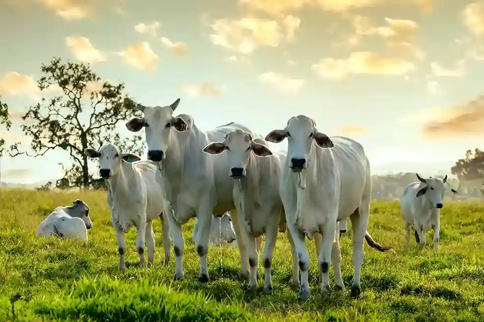 Cow