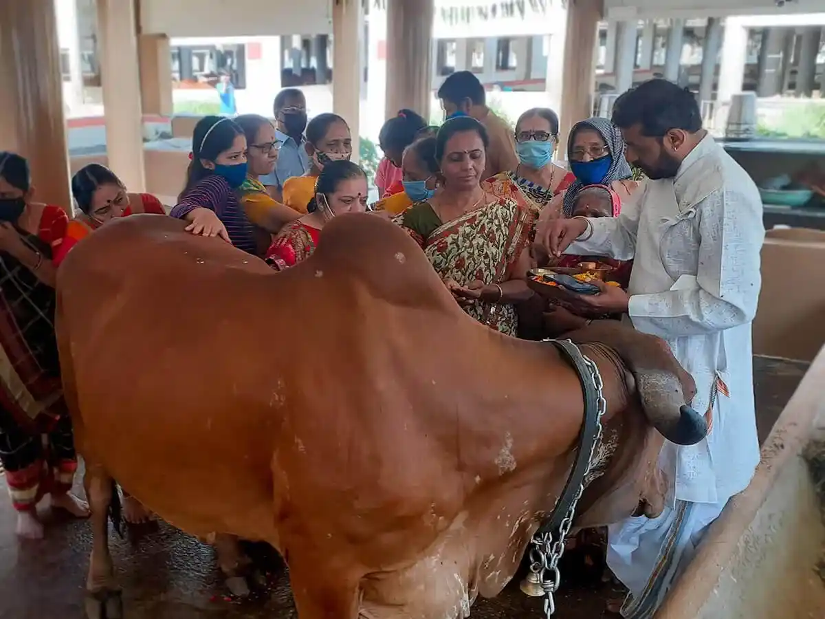 Cow Worship Ceremony