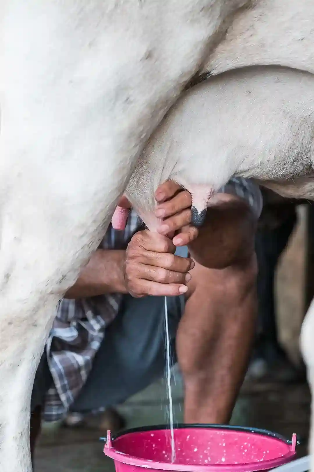 Fresh Milk
