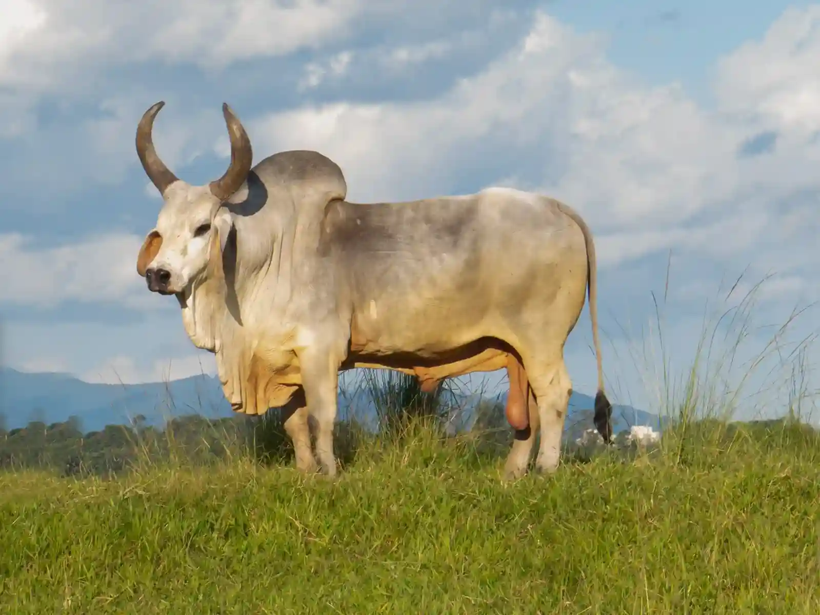 Organic Cow Milk Products